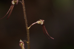 Neottia bifolia