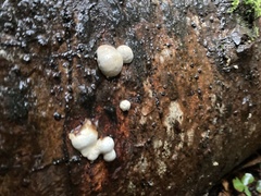 Hypomyces aurantius