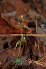 Neottia bifolia