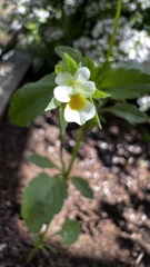 Viola arvensis arvensis