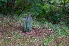 Lavandula angustifolia