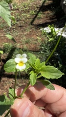 Viola arvensis arvensis