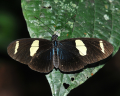 Heliconius wallacei
