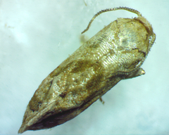 Platphalonidia magdalenae