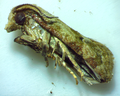 Platphalonidia magdalenae