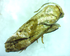 Platphalonidia magdalenae