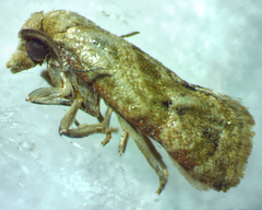 Platphalonidia magdalenae