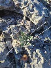 Physaria ovalifolia alba