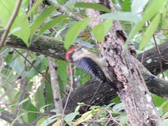 Melanerpes pucherani