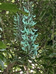 Strongylodon macrobotrys