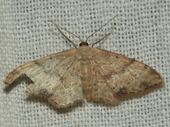 Idaea halmaea