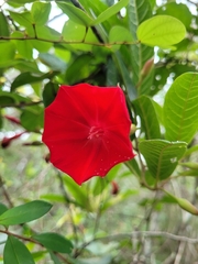 Ipomoea cavalcantei