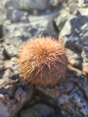 Echinocereus reichenbachii