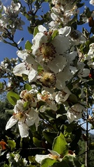 Eucryphia cordifolia
