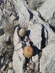 Echinocereus reichenbachii