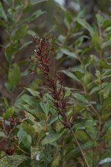 Platanthera ciliaris