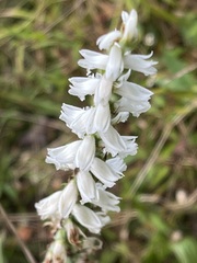 Spiranthes cernua