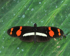 Heliconius telesiphe