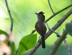 Thamnophilus ruficapillus