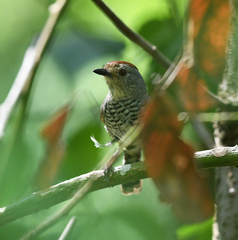 Thamnophilus ruficapillus