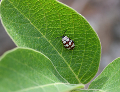 Oedionychina