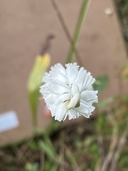 Spiranthes cernua