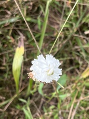 Spiranthes cernua