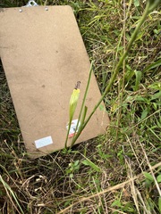 Spiranthes cernua