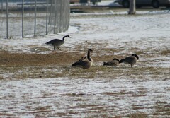Branta canadensis