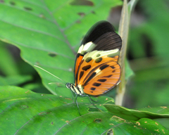 Heliconius numata