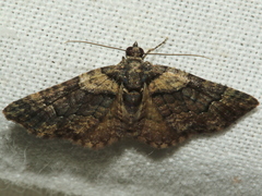 Eucymatoge peplodes