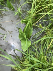 Sagittaria platyphylla