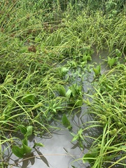 Sagittaria platyphylla