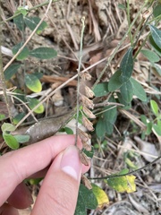 Crotalaria albida