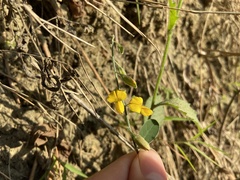 Crotalaria albida