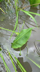 Sagittaria platyphylla