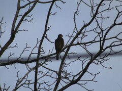 Accipiter cooperii
