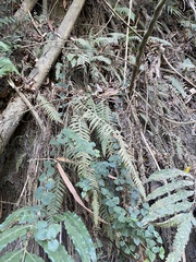 Phegopteris decursive-pinnata
