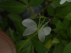 Cleome rutidosperma