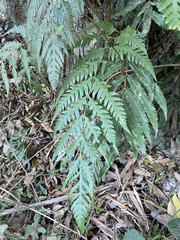 Woodwardia prolifera