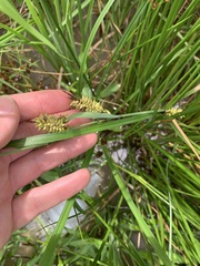 Carex hyalinolepis