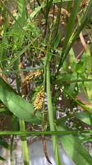 Carex hyalinolepis