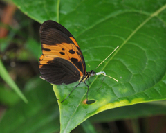 Heliconius numata