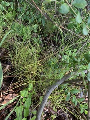 Carex retroflexa