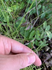 Carex retroflexa