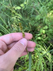 Carex annectens