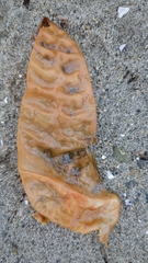 Saccharina latissima