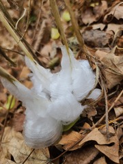 Verbesina virginica