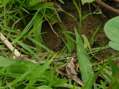 Rhinella