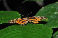 Heliconius numata